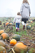 Woman and girl walking in a pumpkin field in October, UK