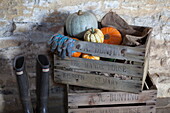 Pumpkins and squash with with gardening gloves in crate, rustic barn interior, United Kingdom