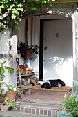Dog sleeping on doormat in porchway of farmhouse, United Kingdom