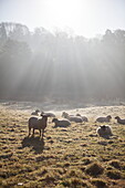 Schafherde im Sonnenlicht am Flussufer, Vereinigtes Königreich