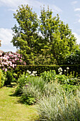Grasses and flowering tree with hedge in Haslemere garden, Surrey, UK