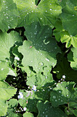 Dewdrops on Alchemilla in Haslemere garden, Surrey, UK