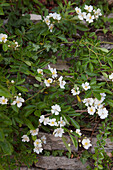 Weiße Wandblumen im Garten in Haslemere, Surrey, UK