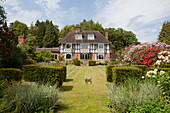 Dog stands on lawned garden exterior of 1920s country house, Haslemere, Surrey, UK