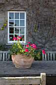 Potted geraniums on outdoor table in grounds of historic Somerset country house UK