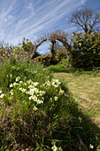 Wild daffodils (Narcissus( and garden arch in Dartmoor Devon England UK