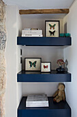 Framed butterflies on blue shelving in Dartmoor farmhouse renovation Devon England UK