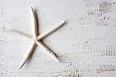 Starfish on white background, UK