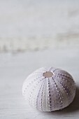 Single sea anemone seashell on white background, UK