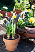 Narzisse (Narcissus) und Schlüsselblume (Primula vulgaris) in Terrakotta-Blumentöpfen, UK