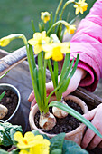 Young girl holds terracotta flowerpot with spring bulbs, UK