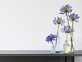 Floral Still life with blue Agapanthus stems in a variety of glass bottles on mantelpiece (Flower of Love)
