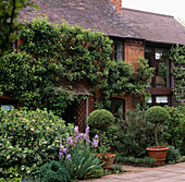 Exterior of red brick house with climbing plants and pots of box topiary either side of the front entrance