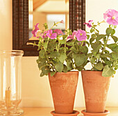 Two terracotta pots with pink Petunias beside a mirror and candle