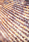 Close up of scallop shell