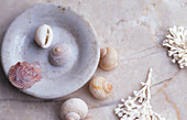 Still life with seashells on marble surface