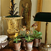 Auriculars planted in terracotta pots next to gilded vase and table lamp and angel picture