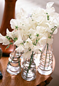 Close up of glass vases with white sweet peas