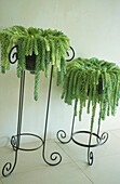 Hanging plant in metal stand