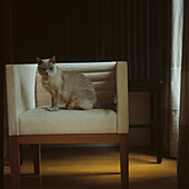 Cat on suede armchair