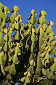Eine riesige baumartige Euphorbia wächst im Krüger-Nationalpark in Südafrika