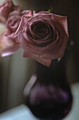 Detail von einer violetten Rose