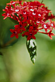 Rot blühende Blume (Nahaufnahme)