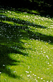 Summer lawn scattered with white daises
