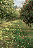 Englischer Apfelgarten im Herbst, bereit zur Ernte, mit heruntergefallenen Äpfeln auf dem Boden