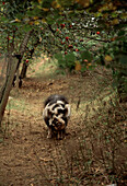 Black and white pig roaming an apple orchard