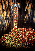 Gewaschene, sortierte und in einem Container gelagerte Äpfel in einer Apfelweinfabrik in Somerset