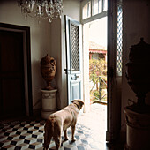 Haushund in einem historischen Flur, der durch eine Doppeltür nach draußen schaut, um zu sehen, wer kommt