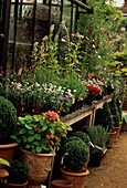 Plants and shrubs on display at a garden centre 