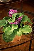 Summer purple flowering pot plant