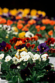 colourful display of pansies in polystyrene trays