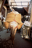 Rückansicht eines Esels, der mit Waren beladen in die Medina von Fes (Marokko) läuft