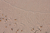 Pink sandy beach detail with bird's foot prints along the shore