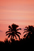 Sonnenuntergang durch die Palmen auf den Bahamas