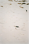 Birds on a sandy beach in the Caribbean