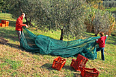 Family Gathering to help with Harvesting their Olive Grove in November and Pressing the Olives for Olive Oil in Tuscany Italy