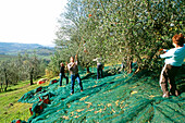 Family Gathering to help with Harvesting their Olive Grove in November and Pressing the Olives for Olive Oil in Tuscany Italy