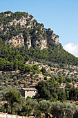 Szenen von Mallorca - Olivenhain
