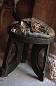 Cat sleeping on top of stool