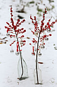 Branches of red berries in a glass milk bottle on snowy ground