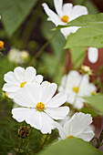 White flowering plants in Rye, East Sussex, England, UK