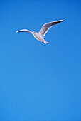 Seagull against a blue sky