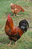 Bantam cockerel and hen on a farm