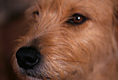 Close up of brown haired mongrel dog