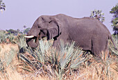 Grey african elephant in the Tswalu Kalahari Game Reserve