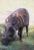 Wart hog in the Tswalu Kalahari Game Reserve